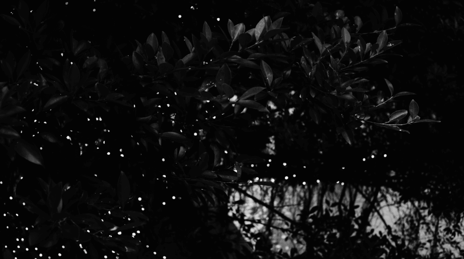 Days of Swimming in the Garden 游園印記