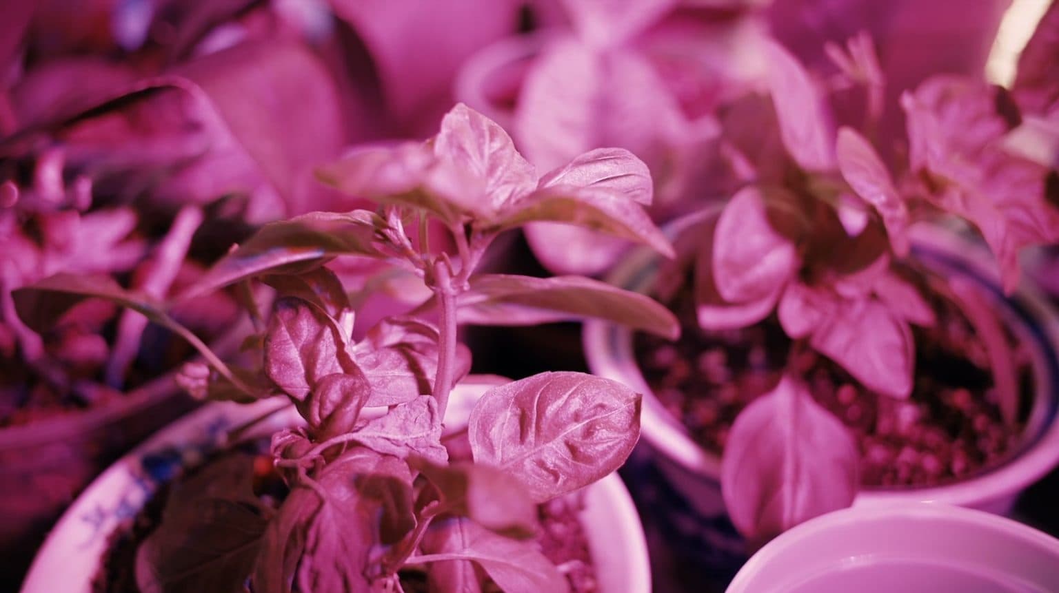 Arcifinious Faces Places and Spaces